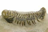 Detailed Crotalocephalina Trilobite - Atchana, Morocco #359542-1